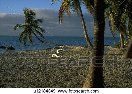 backdrop, palm, use, models, tree, famous View Large Photo Image Stock Photo - backdrop, palm, use, models, tree, famous. Fotosearch