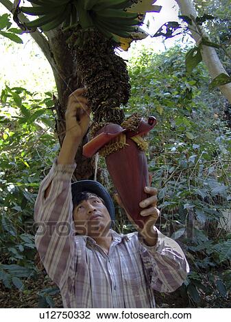 Stock Image - banana, people, farmer, guatemala, person, flower. Fotosearch
