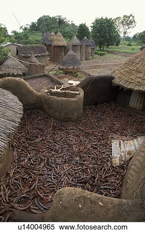 benin, house, 7495, home, person, people View Large Photo Image Stock Photography - benin, house, 7495, home, person, people. Fotosearch