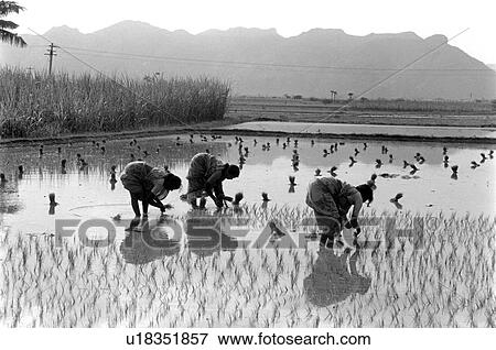 Stock Photo - black, planting, farming, white, 391. Fotosearch