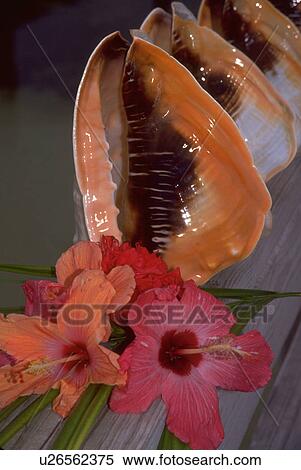 Stock Photography - blossoms, conch, hibiscu, red, shells, bright. Fotosearch