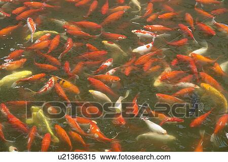 Stock Photography - carp, nature, china, fish, person, people. Fotosearch