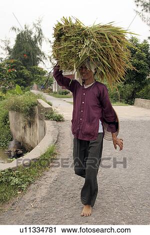 carrying, people, female, vietnam, person, woman View Large Photo Image Stock Image - carrying, people, female, vietnam, person, woman. Fotosearch