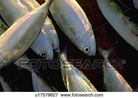 caught, fish, just, fresh, detail, food View Large Photo Image Stock Photo - caught, fish, just, fresh, detail, food. Fotosearch
