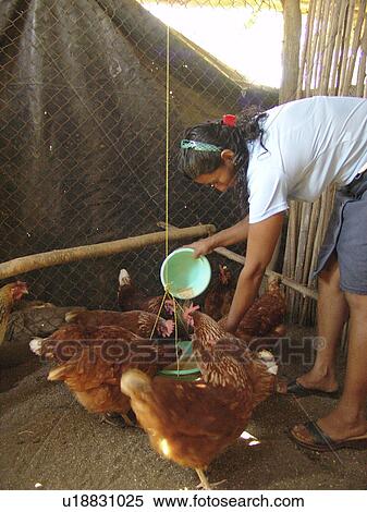 chickens, people, feeding, nicaragua, person, woman View Large Photo Image Stock Photography - chickens, people, feeding, nicaragua, person, woman. Fotosearch