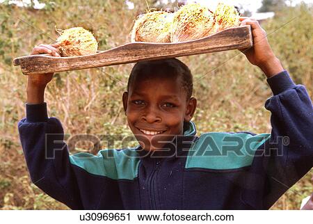 coconuts, child, carrying, boy, labor, 3809 View Large Photo Image Stock Image - coconuts, child, carrying, boy, labor, 3809. Fotosearch