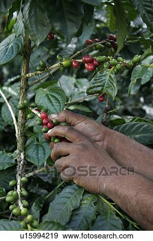 Stock Photo - coffee, male, venezuela, person, people. Fotosearch