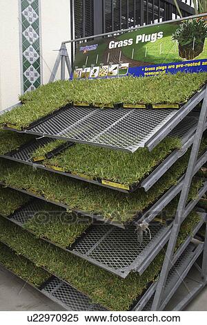 Stock Photography - commerce, Richardson, retail, display, nursery, Texas. Fotosearch