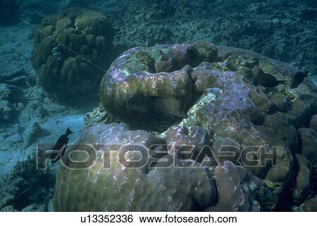 coral, fish, around, swimming, tropical, nature View Large Photo Image Stock Photograph - coral, fish, around, swimming, tropical, nature. Fotosearch