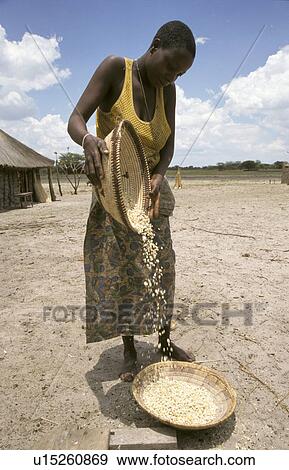 Stock Photo - corn, people, cleaning, zambia, person, woman. Fotosearch