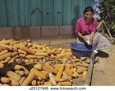corn, people, remving, guatemala, person, woman View Large Photo Image Stock Photograph - corn, people, remving, guatemala, person, woman. Fotosearch