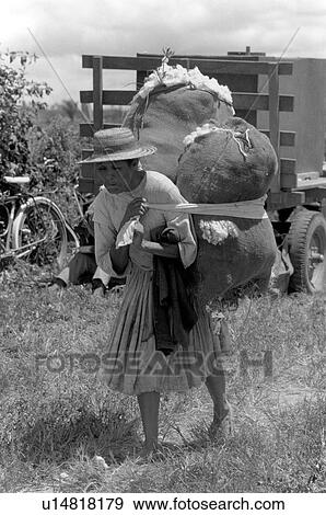 Stock Photo - cotton, people, labor, 499, person, woman. Fotosearch