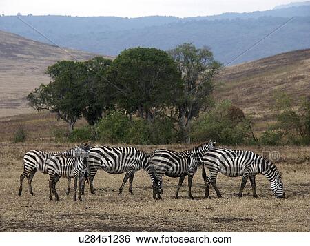 crater, person, ngorongoro, zebra, tanzania, people View Large Photo Image Stock Photograph - crater, person, ngorongoro, zebra, tanzania, people. Fotosearch