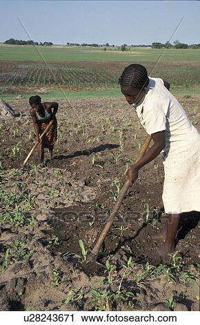 cultivating, people, girls, zambia, person, food View Large Photo Image Stock Image - cultivating, people, girls, zambia, person, food. Fotosearch