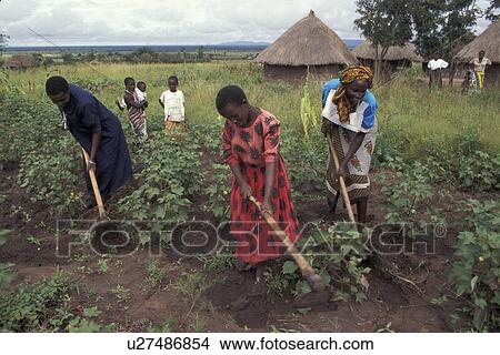 cultivating, people, tanzania, 3761, person, family View Large Photo Image Picture - cultivating, people, tanzania, 3761, person, family. Fotosearch