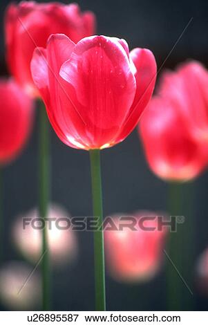 Stock Photo - deep, flower, bulb, grown, blossom, flora. Fotosearch