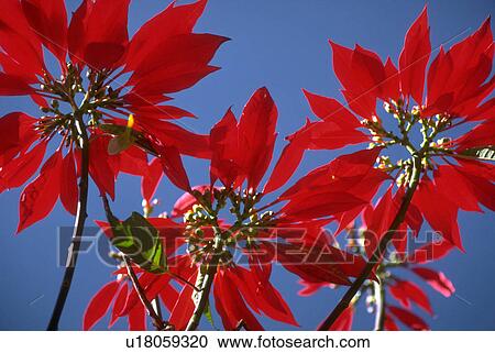 deep, flowers, bright, vivid, blossoms, flora View Large Photo Image Stock Image - deep, flowers, bright, vivid, blossoms, flora. Fotosearch
