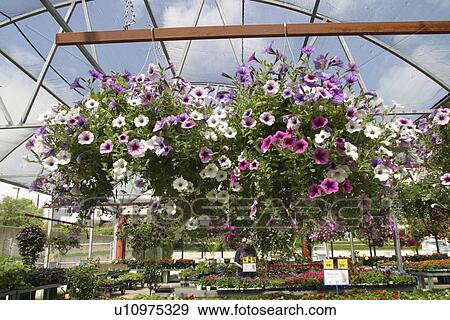 Stock Photo - display, Richardson, indoor, inside, nursery, Texas. Fotosearch