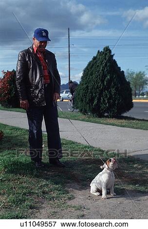 Stock Photo - dog, cuidad, walking, leash, male. Fotosearch