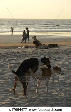 dogs, dog, india, person, people, beach View Large Photo Image Stock Photo - dogs, dog, india, person, people, beach. Fotosearch