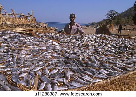 Stock Photo - drying, person, mozambique, 3138, fish, people. Fotosearch
