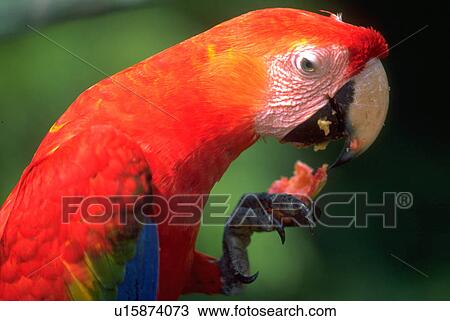 eatting, fruit, macaw, shot, beauty, food View Large Photo Image Stock Image - eatting, fruit, macaw, shot, beauty, food. Fotosearch