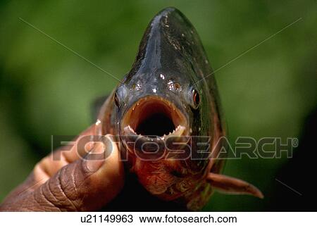 ecuador, flesh, seen, fish, eating, piranha View Large Photo Image Stock Image - ecuador, flesh, seen, fish, eating, piranha. Fotosearch