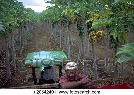elderly, tractor, worker, farm, fruit View Large Photo Image Stock Image - elderly, tractor, worker, farm, fruit. Fotosearch