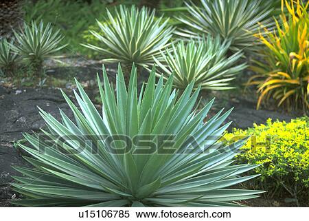 exotic, wildflowers, plants, green, nature View Large Photo Image Stock Photography - exotic, wildflowers, plants, green, nature. Fotosearch