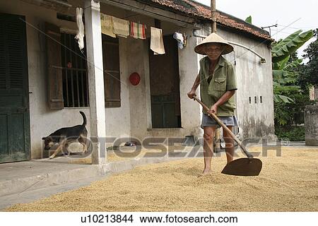 farmer, house, vietnam, sun, person, people View Large Photo Image Picture - farmer, house, vietnam, sun, person, people. Fotosearch