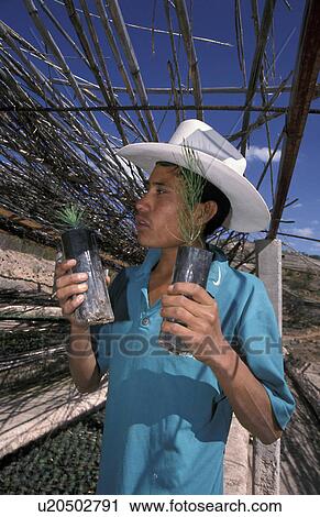 Stock Image - farmer, person, hispanic, mexico, 5587, people. Fotosearch
