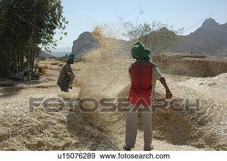 farmers, person, tigray, ghiraltar, ethiopia, people View Large Photo Image Stock Photo - farmers, person, tigray, ghiraltar, ethiopia, people. Fotosearch