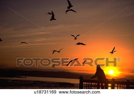 Stock Photo - feeding, silhouette, sunset, female, silhouetee, woman. Fotosearch