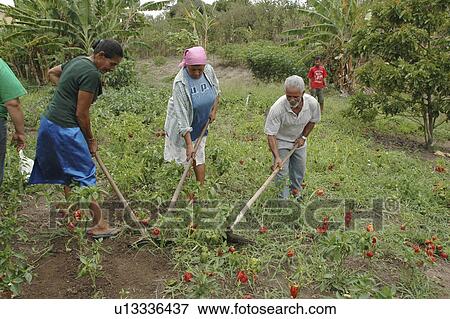 females, person, males, men, women, people View Large Photo Image Stock Photo - females, person, males, men, women, people. Fotosearch