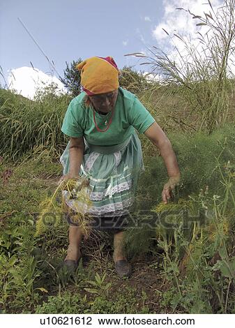 fennel, people, harvesting, honduras, person, woman View Large Photo Image Stock Image - fennel, people, harvesting, honduras, person, woman. Fotosearch