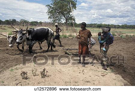 Stock Photograph - field, person, ploughing, farmers, zambia, people. Fotosearch