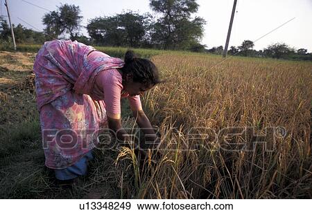 Stock Photo - field, person, rice, harvesting, rani, people. Fotosearch