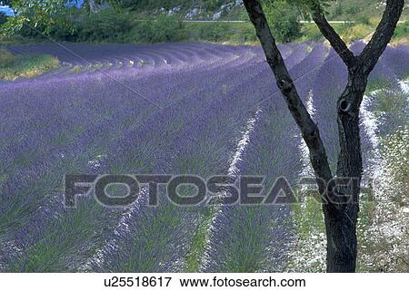 Stock Photo - field, tree, rows, lavender, nature, flowers. Fotosearch