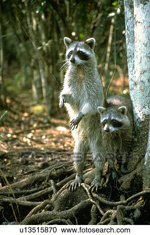 florida, homassassa, raccoon View Large Photo Image Stock Image - florida, homassassa, raccoon. Fotosearch