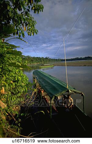 forest, amazon, rain, ecuador, basin, water View Large Photo Image Stock Photo - forest, amazon, rain, ecuador, basin, water. Fotosearch