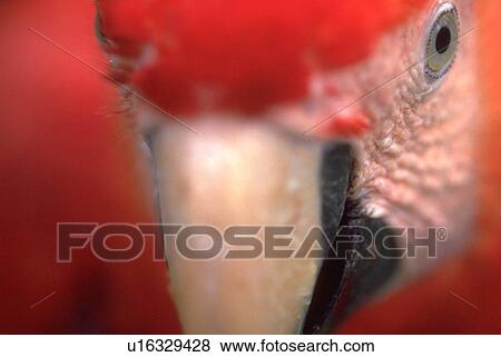 forest, up, rain, amazon, macaw, close View Large Photo Image Stock Photo - forest, up, rain, amazon, macaw, close. Fotosearch