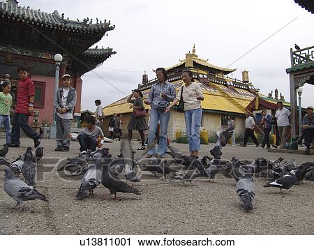 gandan, person, feeding, pigeon, mongolia, people View Large Photo Image Stock Image - gandan, person, feeding, pigeon, mongolia, people. Fotosearch