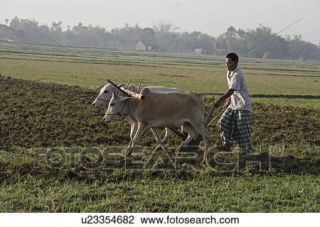 Stock Image - garo, person, pathang, farid, bangladesh, people. Fotosearch