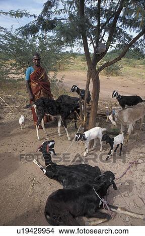 goatrearer, person, 40, rathinamal, india, people View Large Photo Image Picture - goatrearer, person, 40, rathinamal, india, people. Fotosearch
