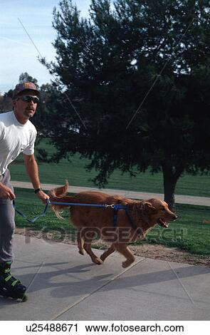golden, roller, dog, roller-blading, blading, male View Large Photo Image Stock Image - golden, roller, dog, roller-blading, blading, male. Fotosearch