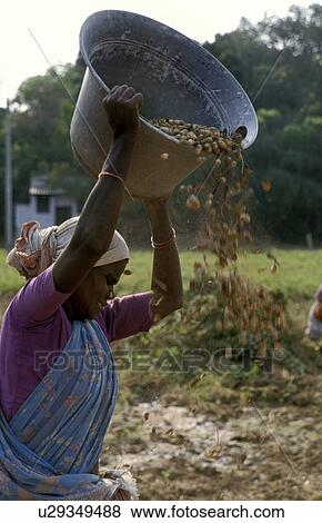 Stock Photo - groundnuts, people, harvesting, india, person, woman. Fotosearch