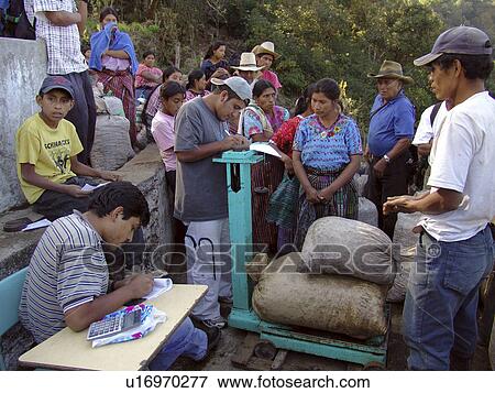 growers, people, guatemala, person, coffee, business View Large Photo Image Stock Photo - growers, people, guatemala, person, coffee, business. Fotosearch