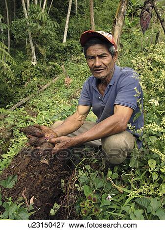 grown, person, organically, farmer, honduras, people View Large Photo Image Stock Photo - grown, person, organically, farmer, honduras, people. Fotosearch