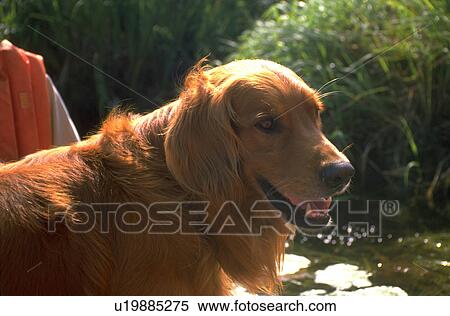 Stock Photography - haired, canoe, retriever, golden, long. Fotosearch