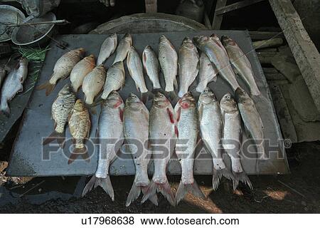 Stock Photo - haluaghat, fish, market, sale, bangladesh, food. Fotosearch